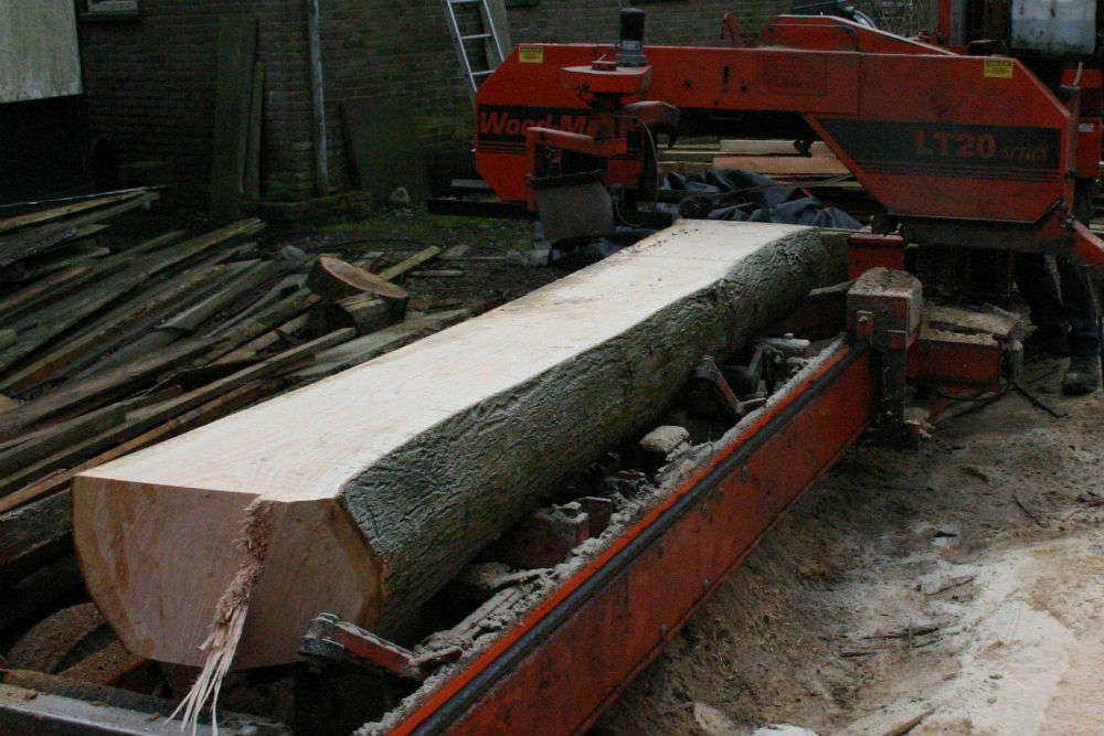 Stam Es in de houtzagerij 1000x667px